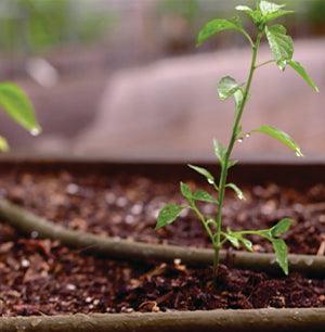 The Organic Garden for Beginners - by Nick Federoff - Chapin International