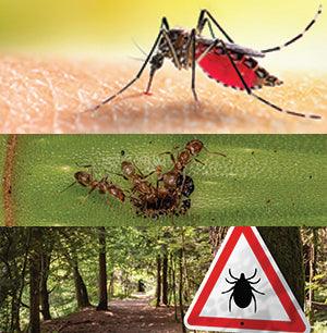 Top 3 Summer Insects to Control - by Nick Federoff