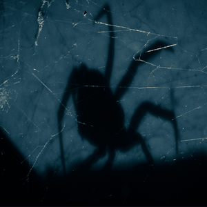 What to Do If You Keep Seeing Spiders in Your House