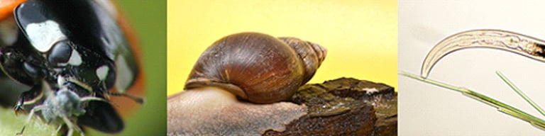 Beneficial garden insects and organisms-ladybug, snail, nematode