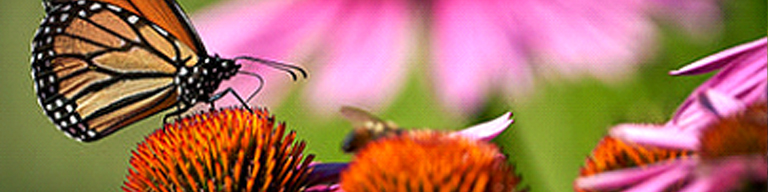 Monarch butterfly on pink flower