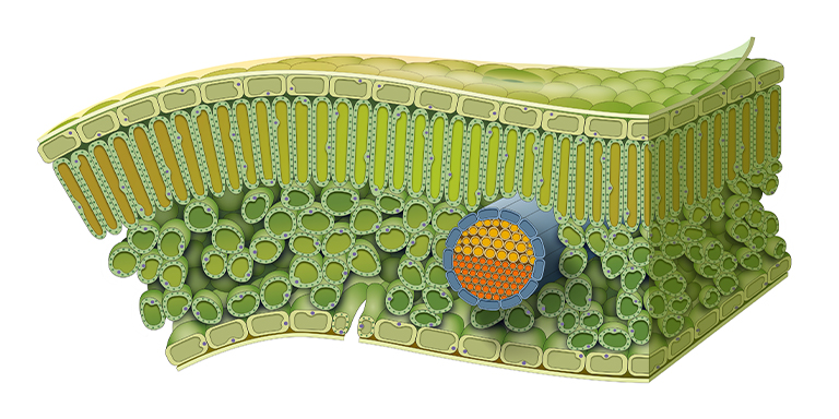 Breakdown of the cellular structure of a leaf and showing the leaf cuticule