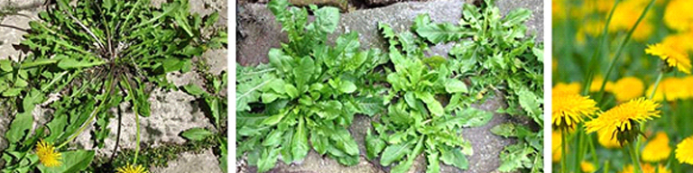 Dandelion weeds