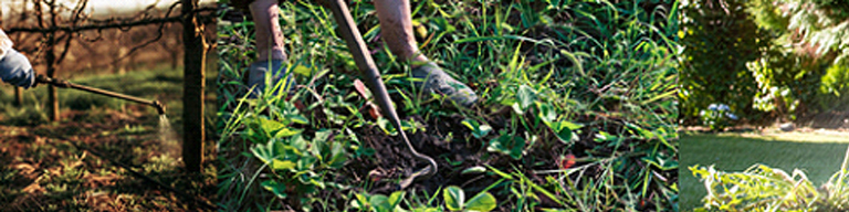 Weeding with gardening tools: sprayer, hoe, scraper