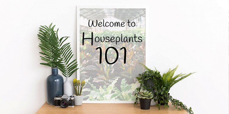Houseplants 101 Indoor Houseplant Tips