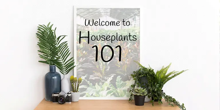 buy snake plants online Golden Snake Plant