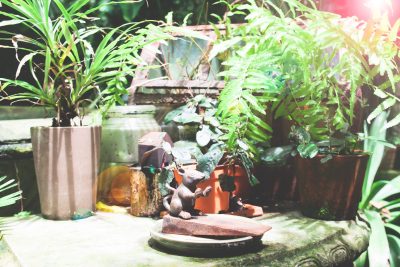 Indoor plants