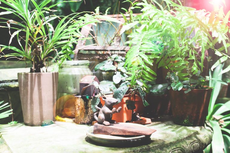 Bringing the Outdoors in with Houseplants