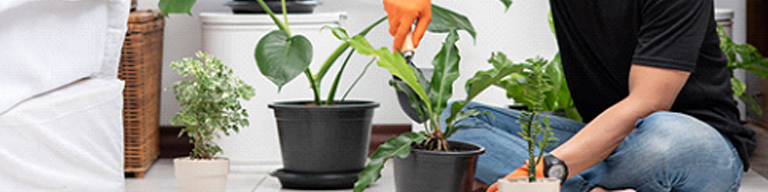 Planting indoor houseplants in pots