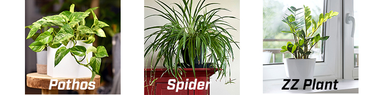 Pothos Plant, Spider Plant, ZZ Plant side by side