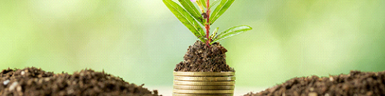 How to select a houseplant