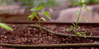 Organic gardening and seedlings with drip irrigation