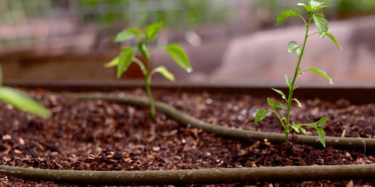 The Organic Garden for Beginners