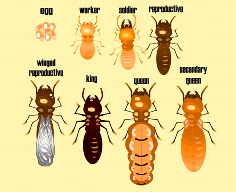 Termite stages