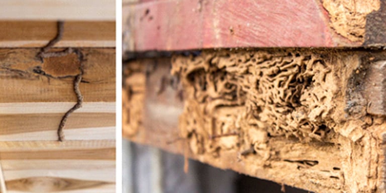 How To Deal with Termite Infestation in Your Home