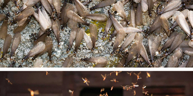 Termites reproduction and adult termites