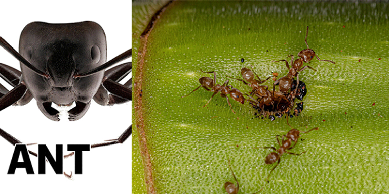 Ants