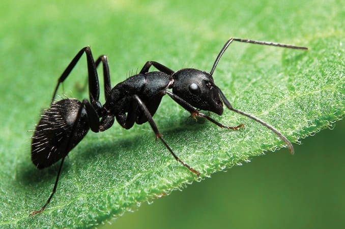 Chapin Sprayers for Organic Pest Control