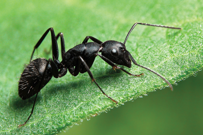 Top 3 Summer Insects to Control
