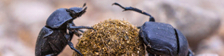 Dung Beetles
