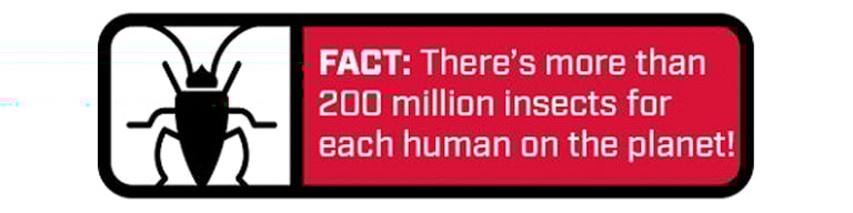 Fact about insects