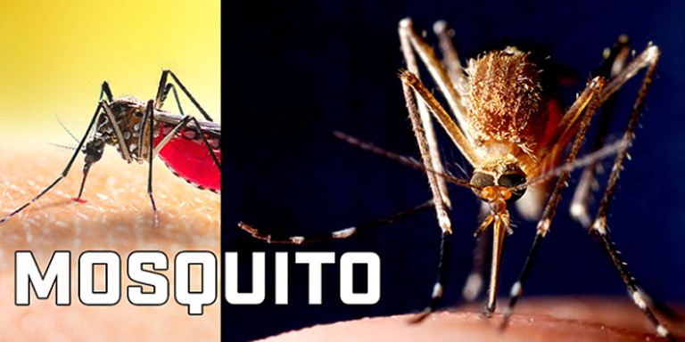 Mosquitos