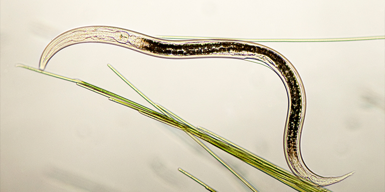 Microscopic image of a nematode