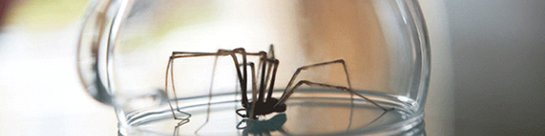 Spider trapped in glass jar