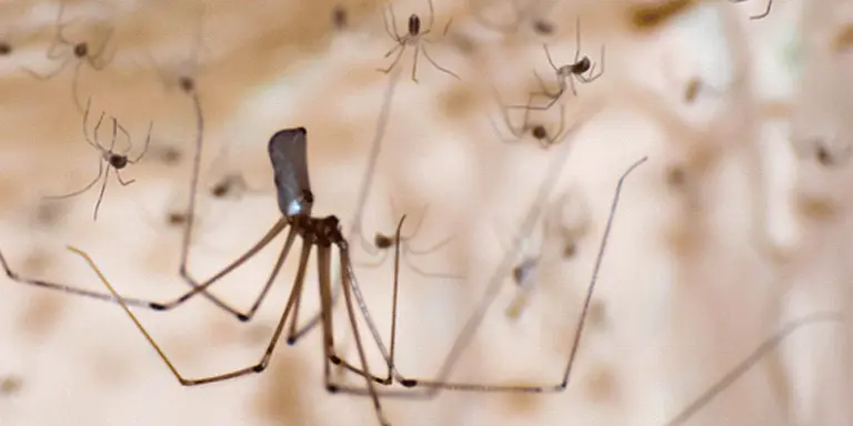 Spider with lots of babies