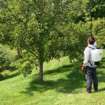 Chapin 60124 rechargeable backpack sprayer spraying trees