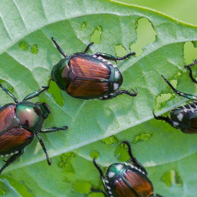 Common Garden Pests & Organic Treatments