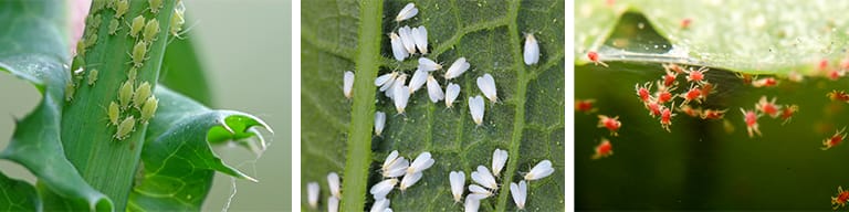Aphids, whiteflies, and spider mites