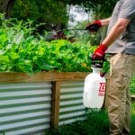 Chapin 28124 EVO Autosprayer 2-gallon lawn and garden battery powered sprayer spraying in the garden