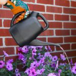 Chapin 48000 half gallon watering can watering plants outside
