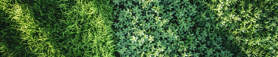 types of grass and mixed ground cover with greens