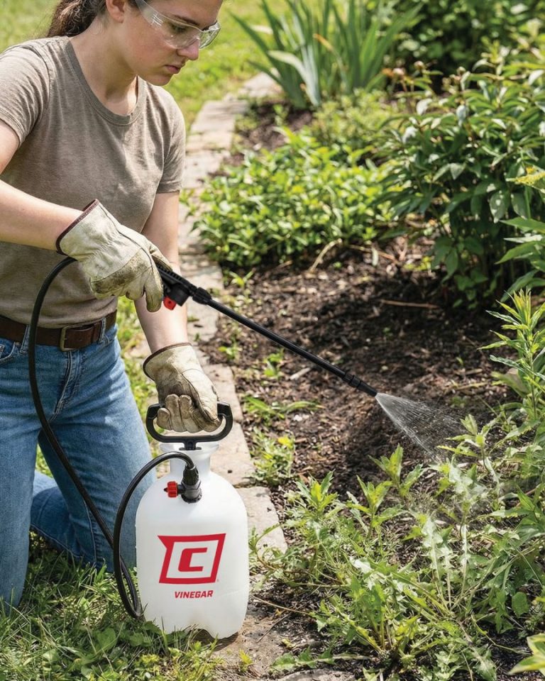Spraying weeds with a Chapin vinegar sprayer in the garden